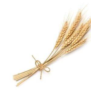 Natural Wheat Stalks