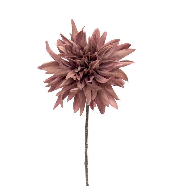 Dried Ammobium Flowers